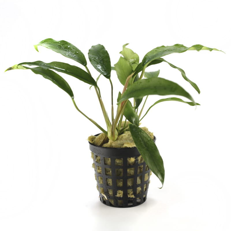 Anubias species F.jpg